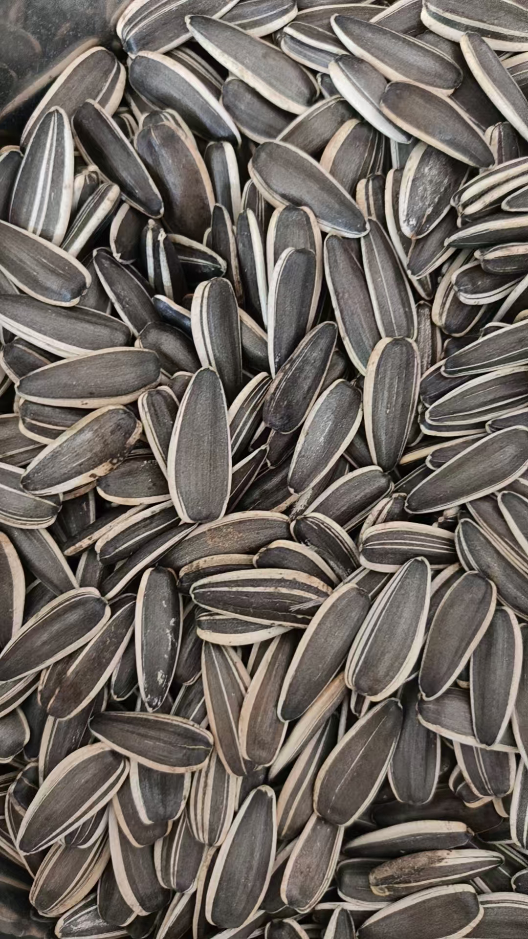 sunflower seeds T6