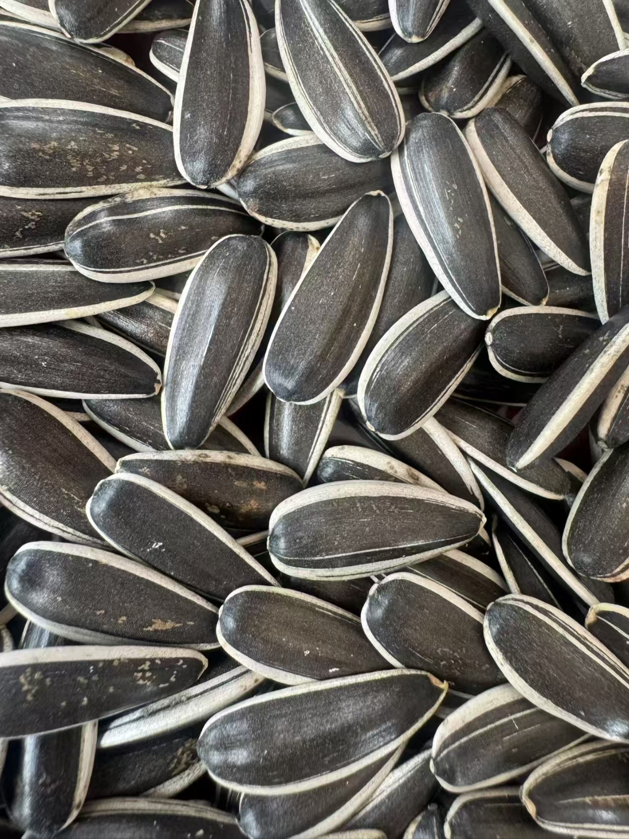 Sunflower seeds T66